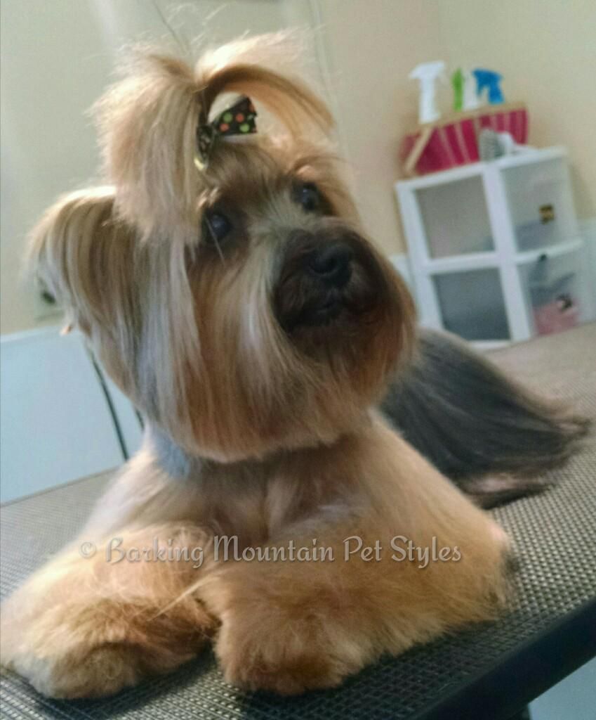 Yorkshire Terrier in a custom trim. 