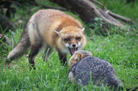 foxes can be very mean