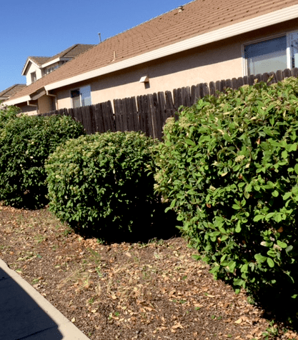 Hedges were over 5 ft tall before trimming.