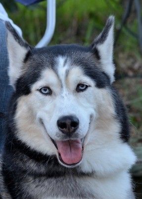 Ayden the Siberian husky