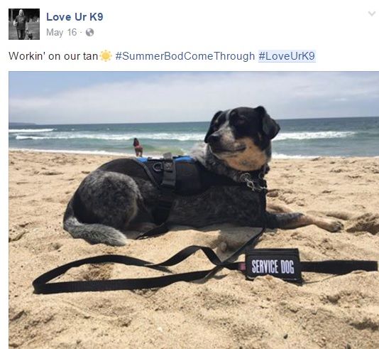 Service dog training. Love Ur K9!