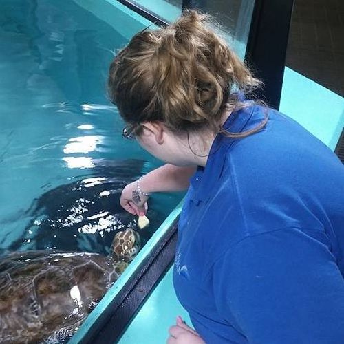 Feeding a Green Sea Turtle
