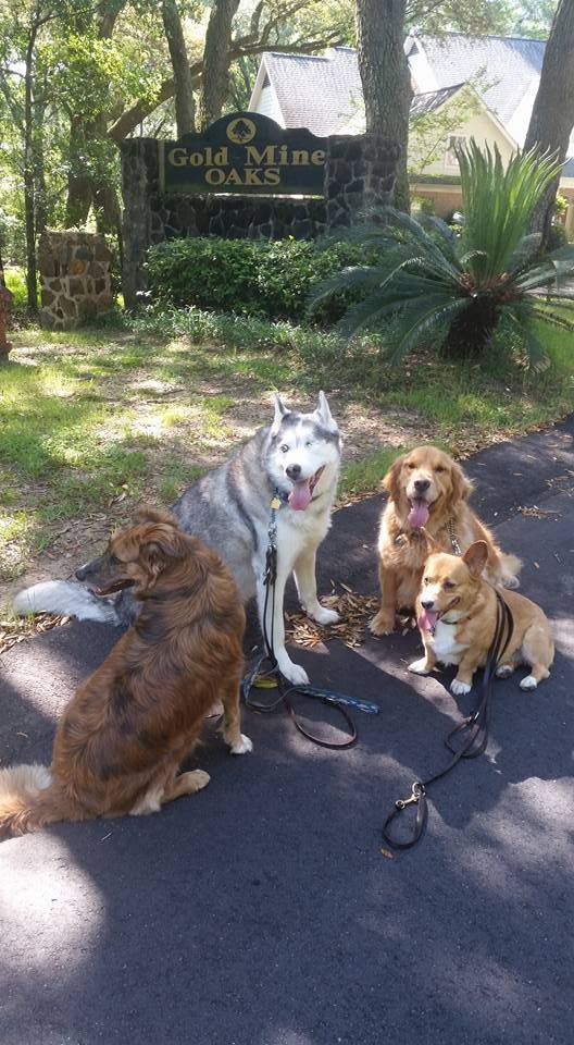 Pack sits