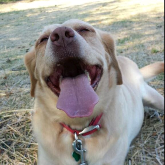 Wrigley is my yellow lab mix