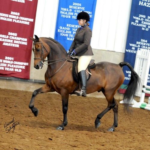 Former show horse (now retired) at Nationals in 20