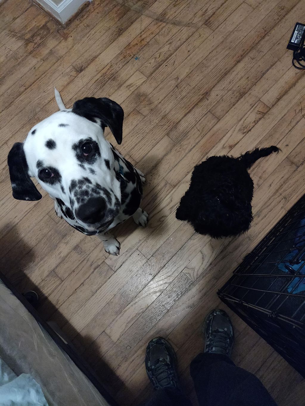 Othello and Auggie