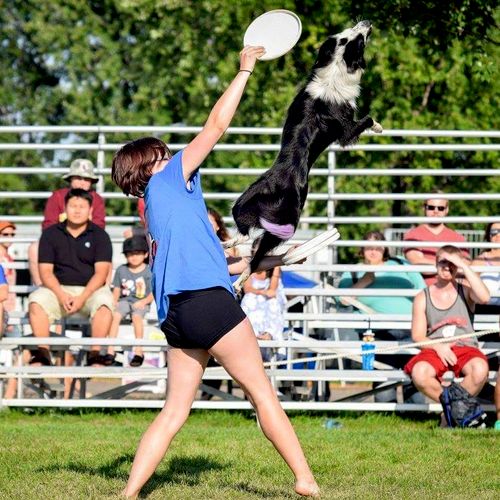 Ashley's border collie, Clarity during a disc dog 