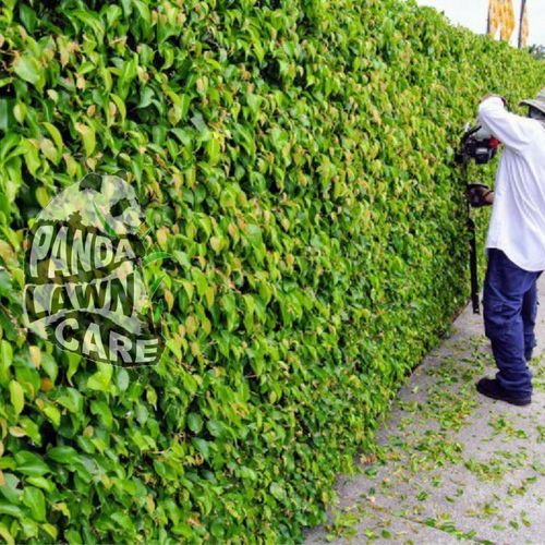 DETAILED HEDGE TRIMMING
