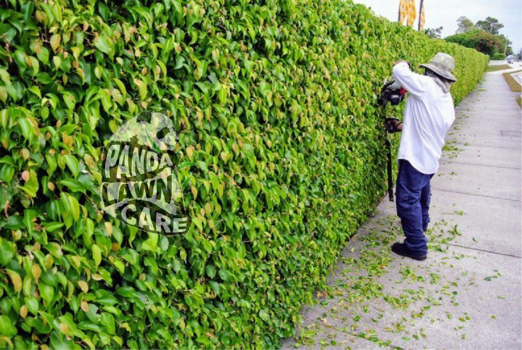 DETAILED HEDGE TRIMMING