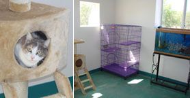 cat room
