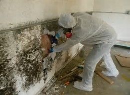 Mold Removal