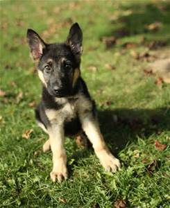 Seat Down as a puppy