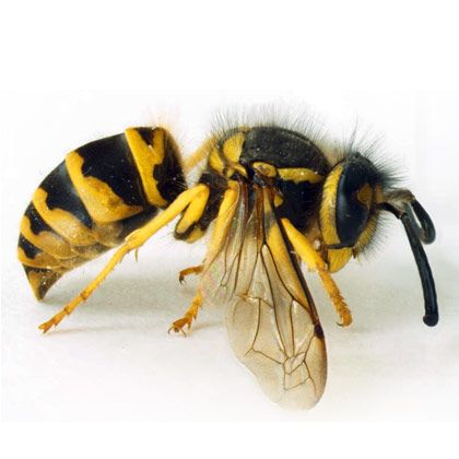 Yellowjacket