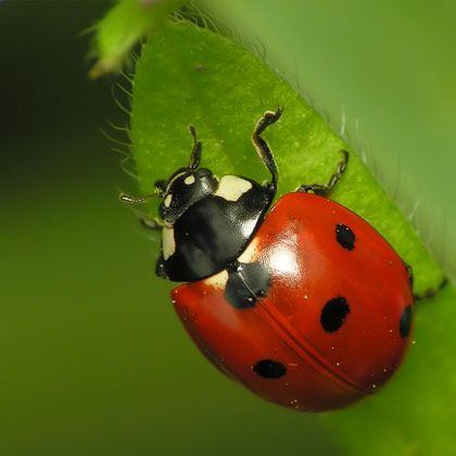 Lady Bug