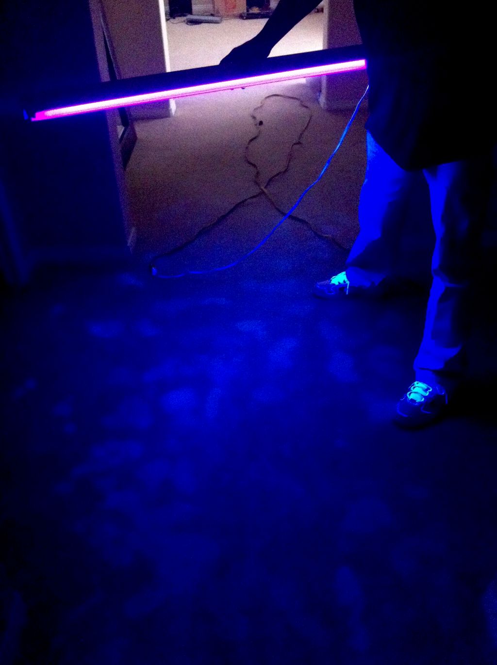 UV Black Light Inspection illuminating dog urine s