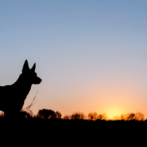 Maicoh, Dutch Shepherd at sunrise