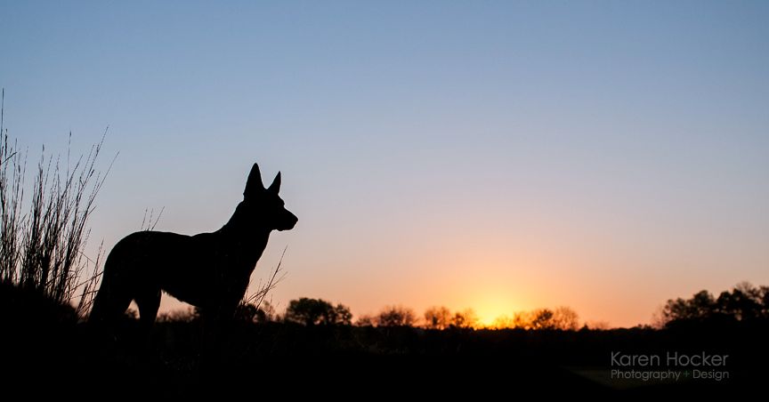 Maicoh, Dutch Shepherd at sunrise