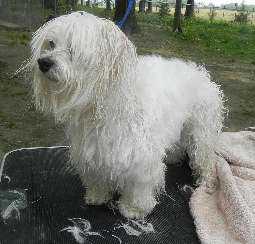 Lilly the Coton de Tulear spa day