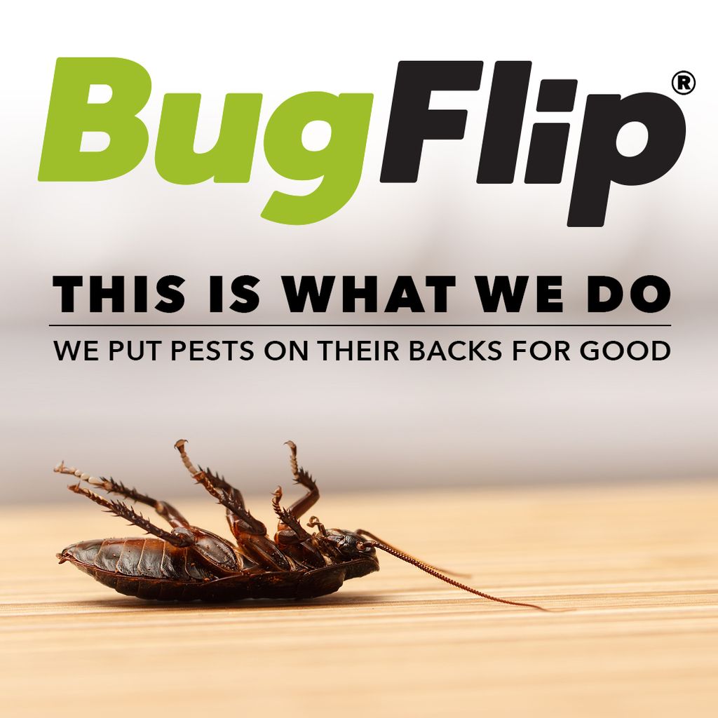 Bugs flip over our service