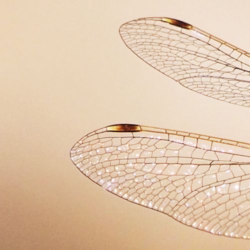 Dragonfly Wings: Photography Example