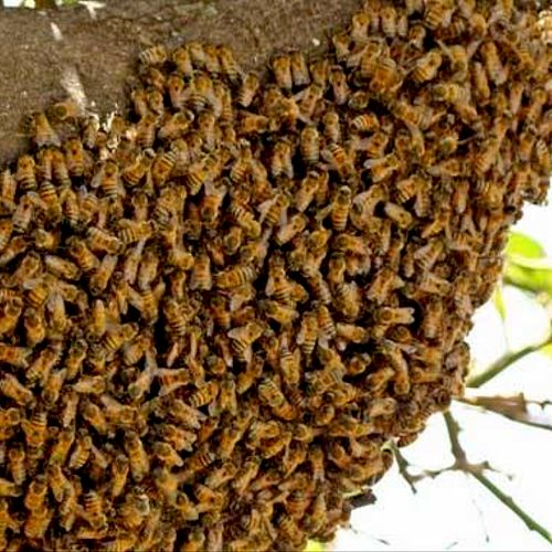 Swarm removal from tree and relocate to bee farm
