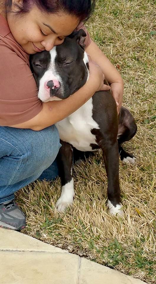 American Pit Bull Terrier Love