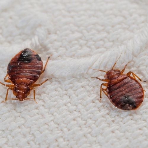 •Bed Bugs