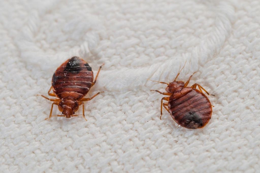 •Bed Bugs