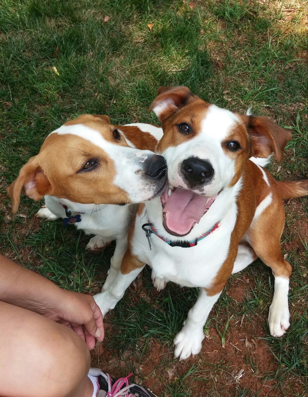 2 new sweethearts added to the Marietta Pet Care f