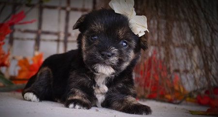 My dog, Lacy, aka, Lacy Loo, when she was 6 weeks