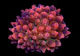 Rose Tip Bubble Anemone