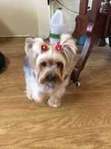 lilly the yorkie