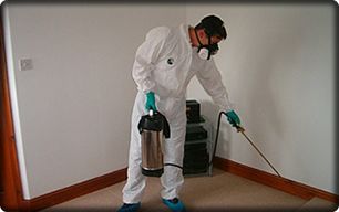 If you have bedbugs or fleas in your home, we will