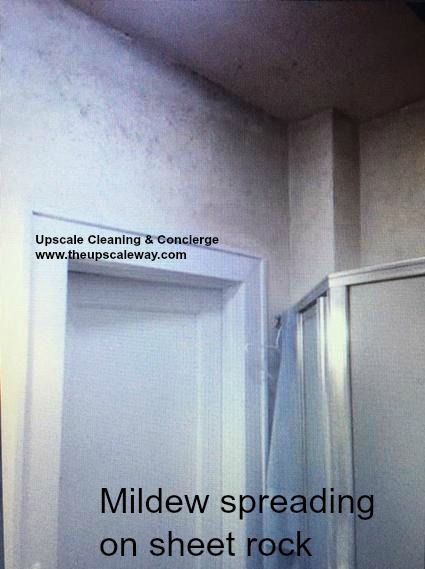 Before Mildew Treatment.  Mildew is spreading up t