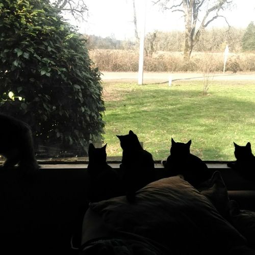 CAT LIFE!!! Sticking to these kitties daily routin
