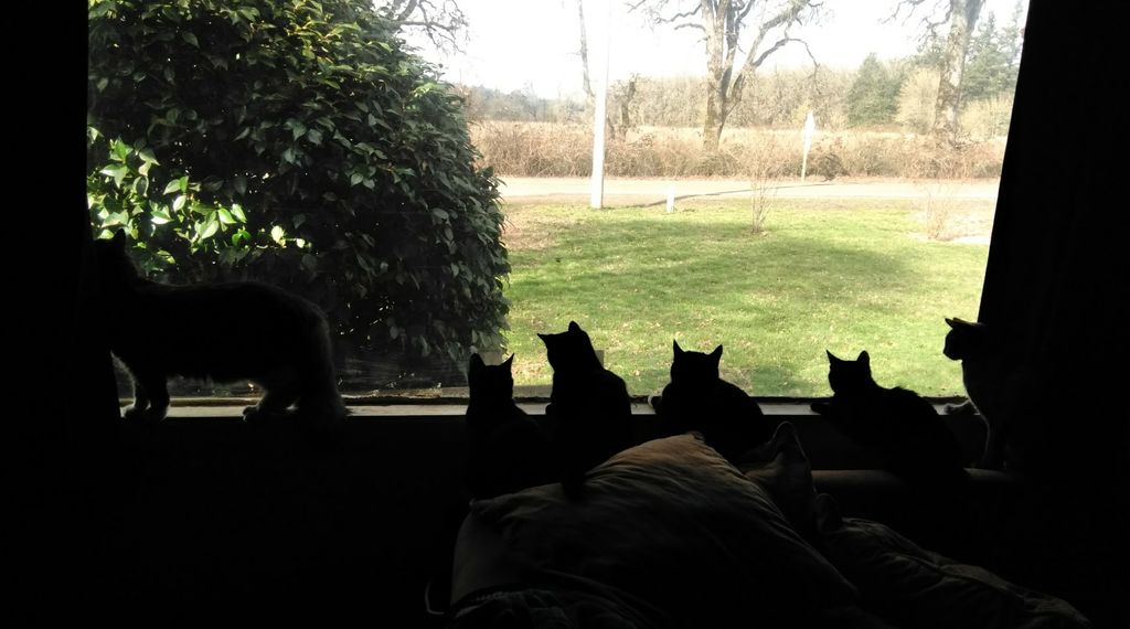 CAT LIFE!!! Sticking to these kitties daily routin
