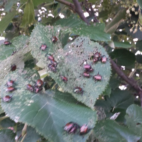 Japanese Beetles can destroy a tree.  Don't let th