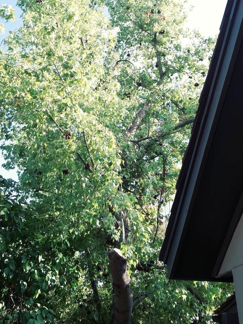 Tree Removal in Phoenix in a very tight space.