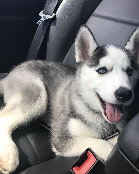 My dog – Emery!