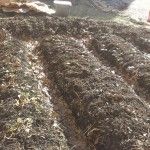 Shomrey Hatorah Garden