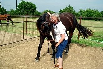 Show Horses are my specialty, Equine Peak Performa