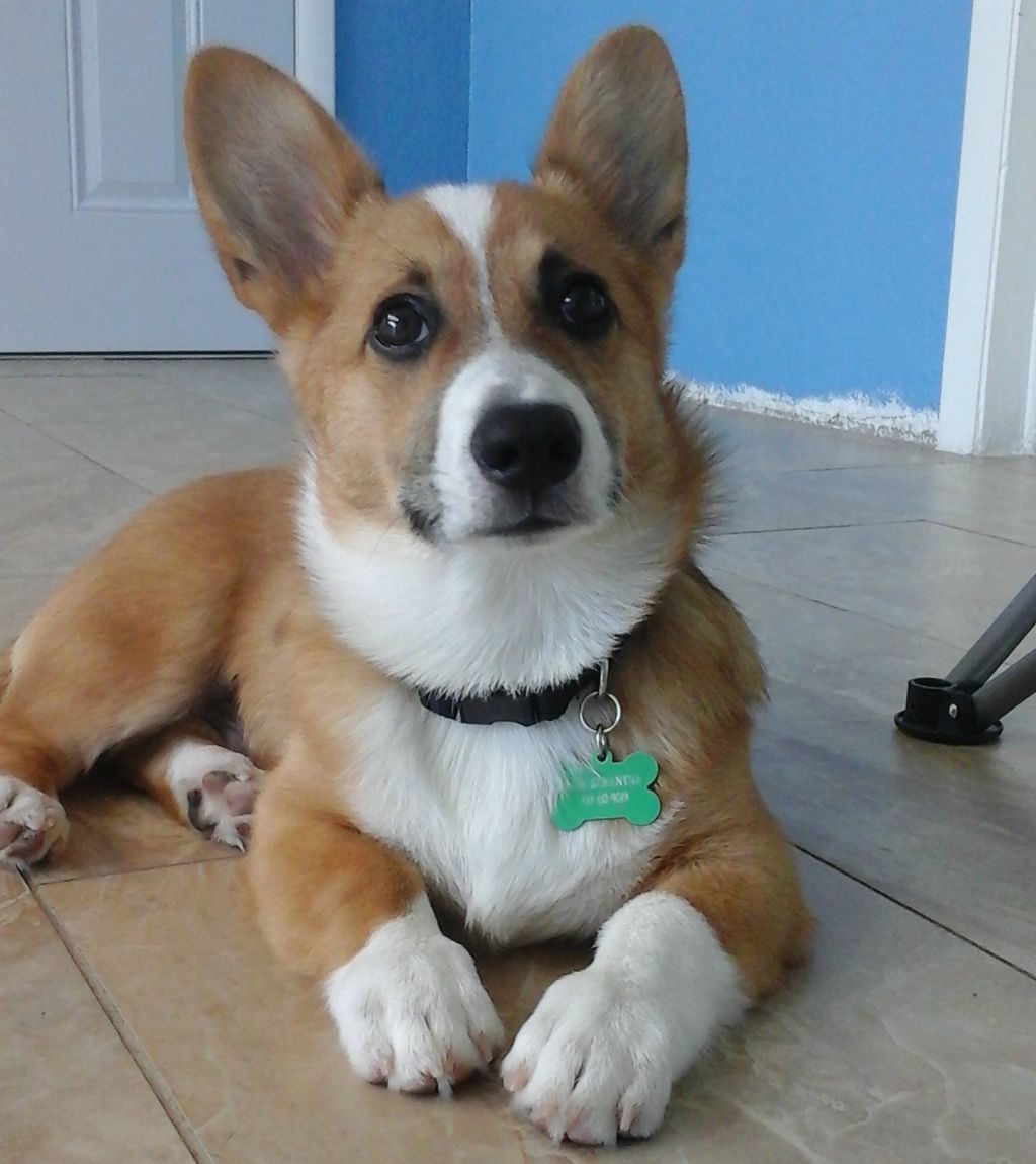 Schrute (Corgi Puppy)