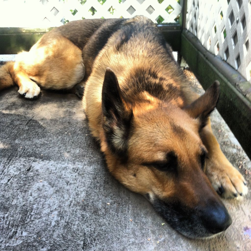 Bowen on the porch