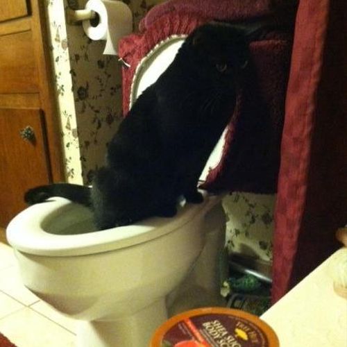 My cat, Lily, uses the toilet