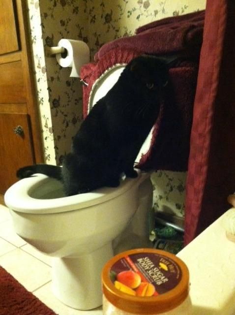 My cat, Lily, uses the toilet