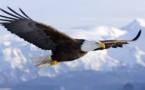 Atlanta Paralegal Eagles