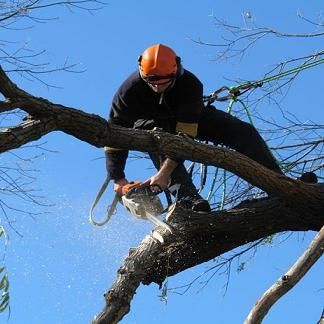 Zamora Tree Service llc
