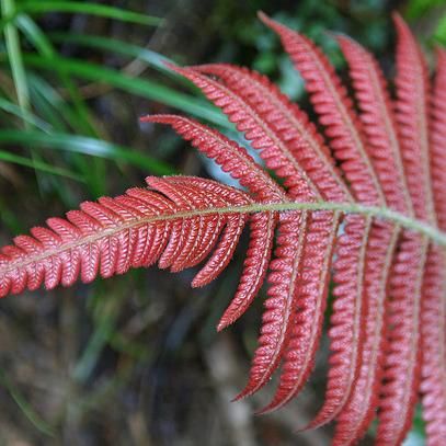 Red Fern Landscaping