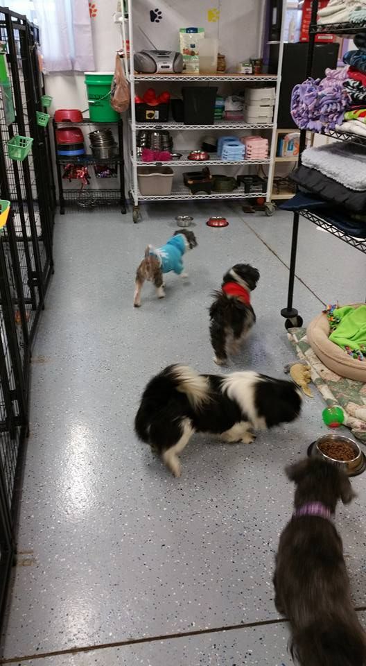 Play time at Lil Dog Ranch