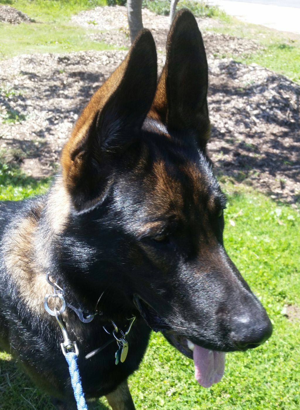 Sagan, one of the newer Dogs Gone Happy family mem
